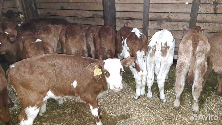 Телята шустрые бычки и телки