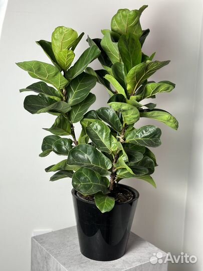 Фикус лирата бомбино 3 ст