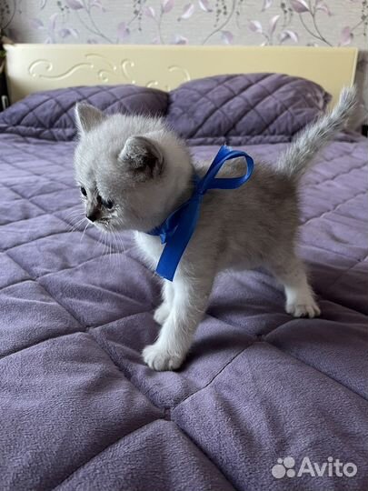 Британская