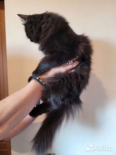 Кошка молодая в добрые руки