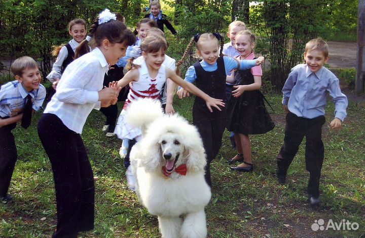 Детский праздник с пуделем