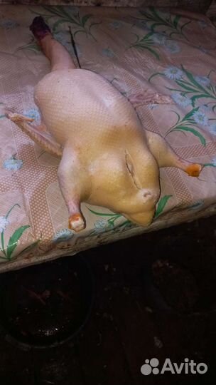 Утка домашняя мясо Черри Велли опт и розница