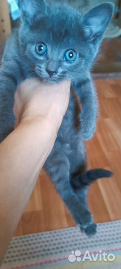 Британские котята