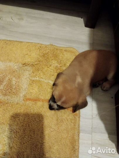 Щенки бесплатно