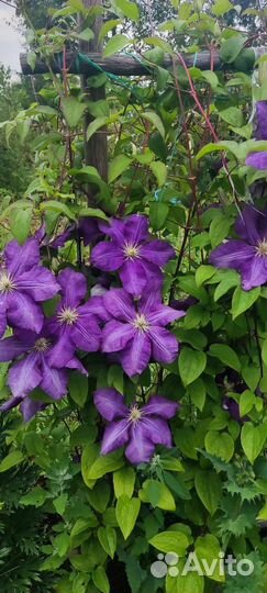 Клематис
