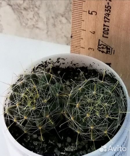 Кактусы-малыши разные