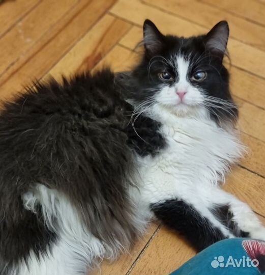 Ласкуша Лоцава