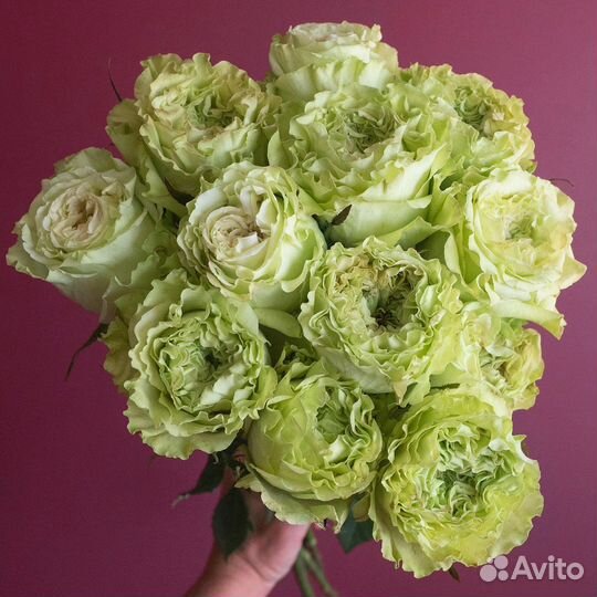 Саженцы роз