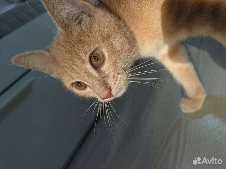 Котята в добрые руки приучены к лотку