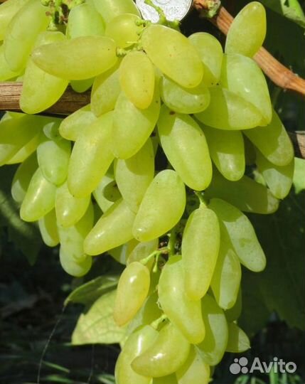 Саженцы винограда Голд Фингер