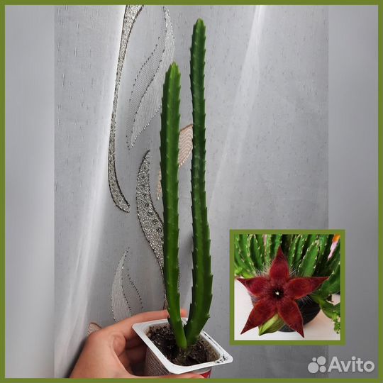 Комнатные растения