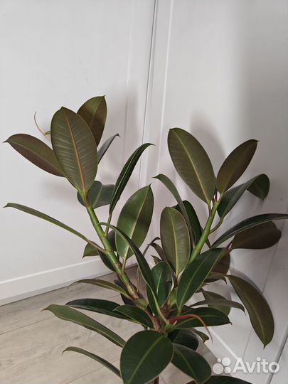 Фикус мелани