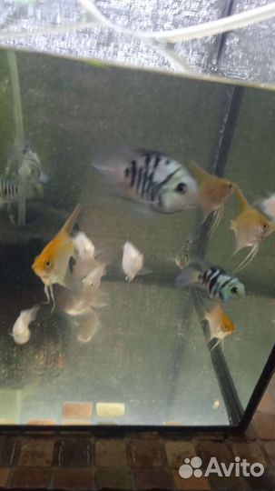 Украшение для аквариума