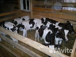 Продаются телята