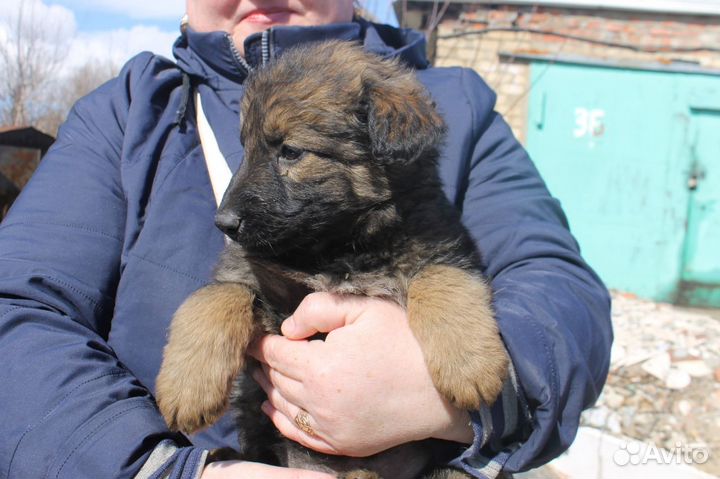 В добрые руки