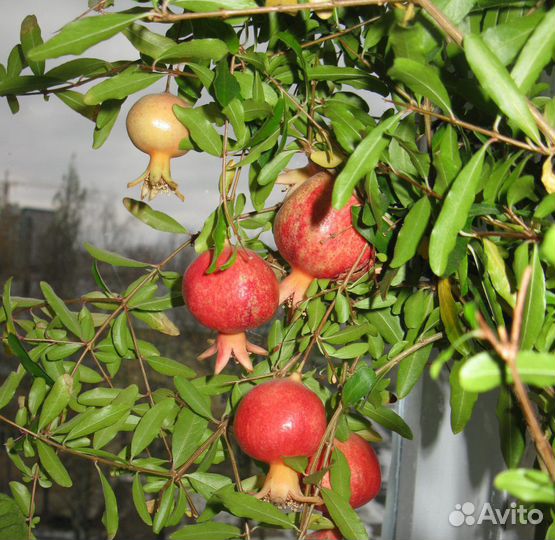 Комнатный гранат, семена