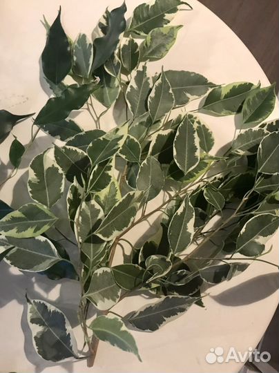 Фикус Бенджамина, отростки