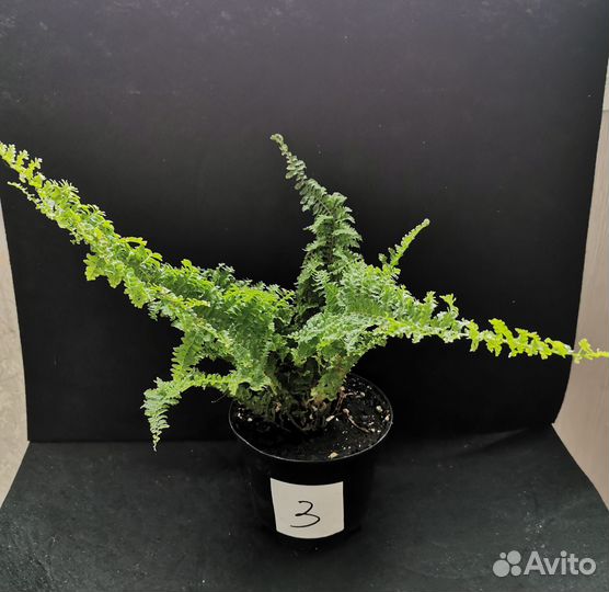 Папоротник кудрявый