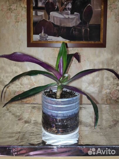 Традесканция рео целебная