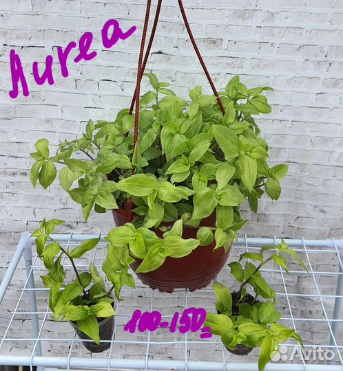 Традесканции сортовые(часть 1)