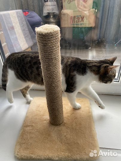 Когтеточка