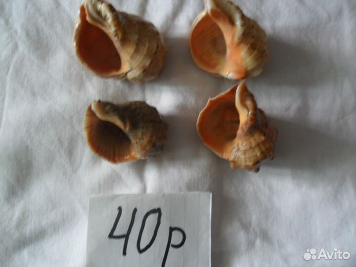 Ракушки для аквариума и не только