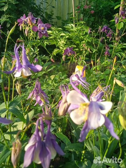 Многолетние цветы (водосборы и ирисы)