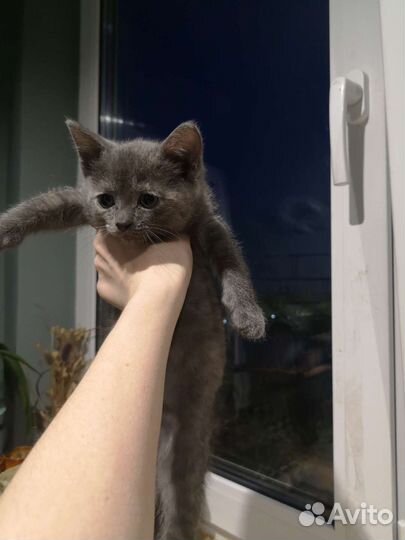 Котята в дар