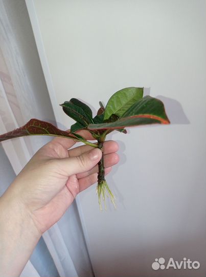 Кодиеум кротон