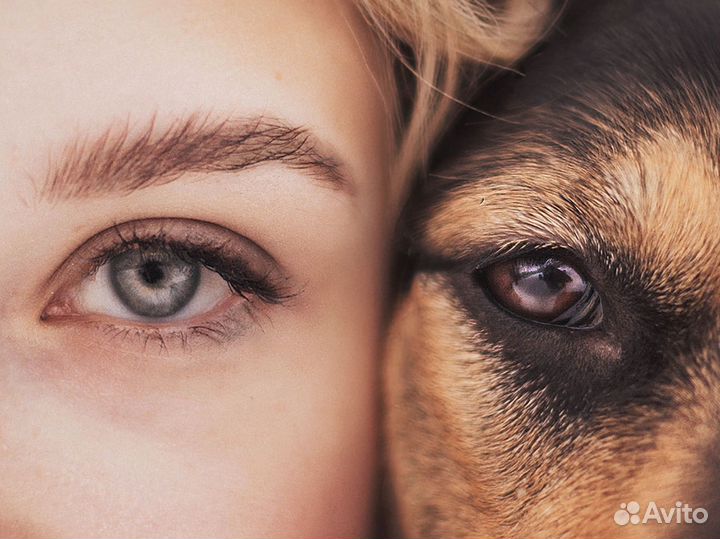 Фотограф-анималист, фотопрогулки с собаками