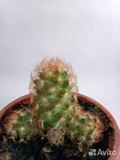 Кактусы, агава американская