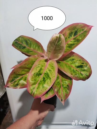 Диффенбахия рефлектор,компакта,филодендрон,аглаоне