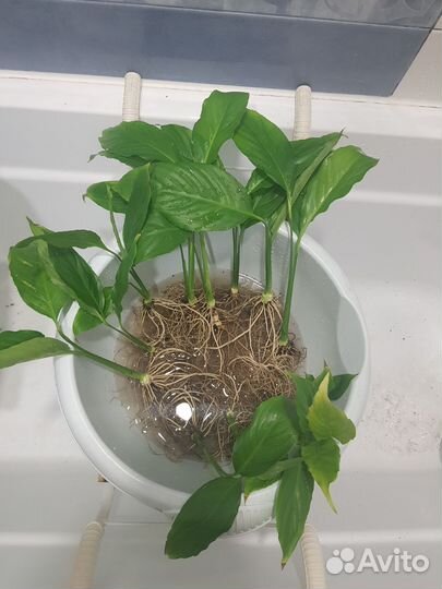 Спатифиллум. Женское счастье