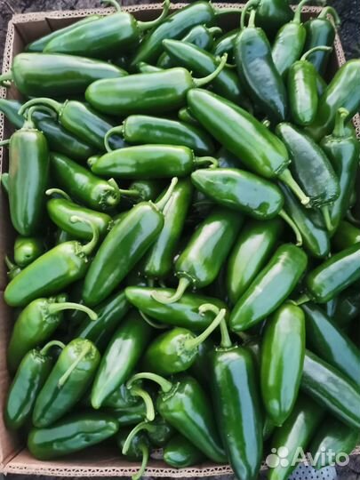 Перец «Халапеньо»