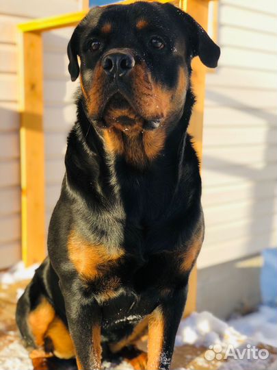 Ротвейлер для Вязки