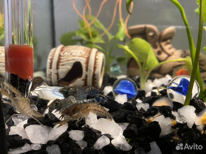 Рак карликовый синий