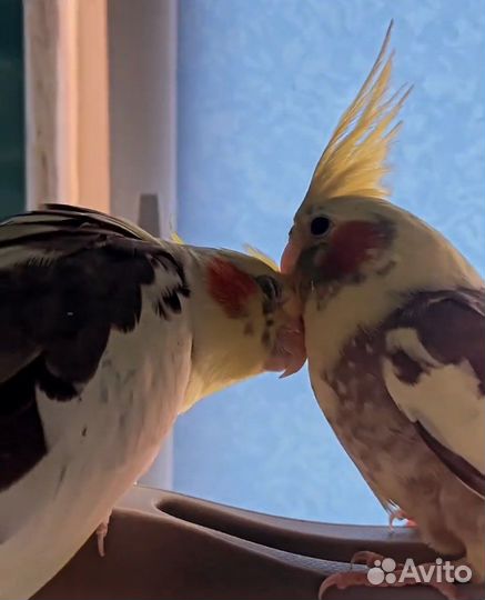 Продажа корелл (мальчик, девочка) с клеткой