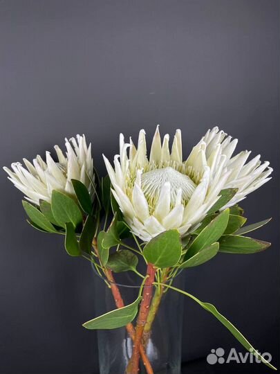 Протея. Букеты. Цветы с Доставкой