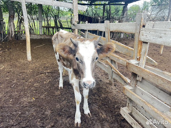Телка 1 год