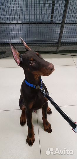 Догситтер, погуляю с вашей собакой