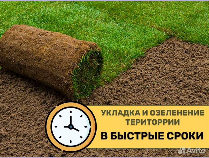 Рулонный газон Спортивный