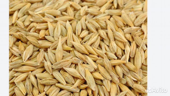 Ячмень с овсом