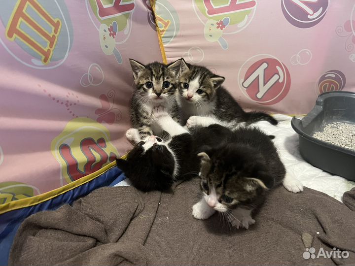 Котята в добрые руки мальчики 1 месяц