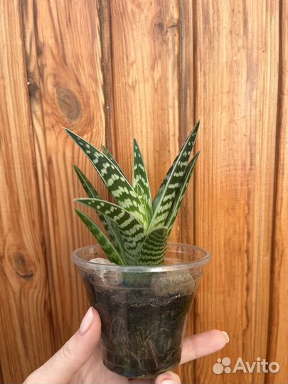 Алоэ пёстрое (тигровое)