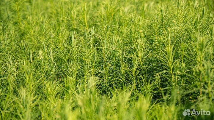 Сеянцы сосны