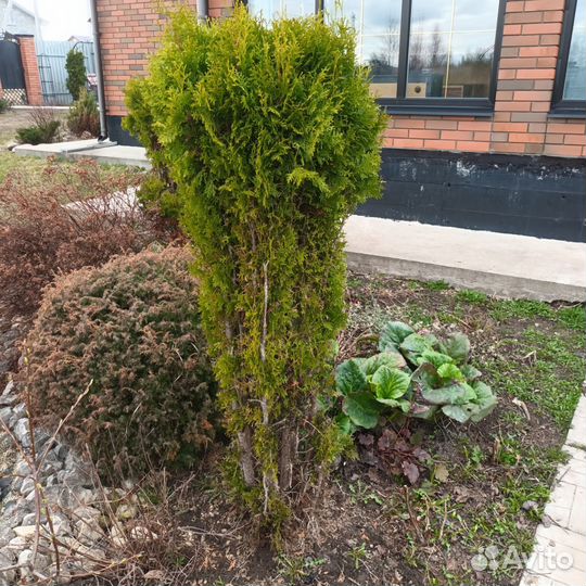 Крупные туи, ели Коника, лаванда