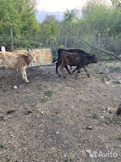 Быки и телки
