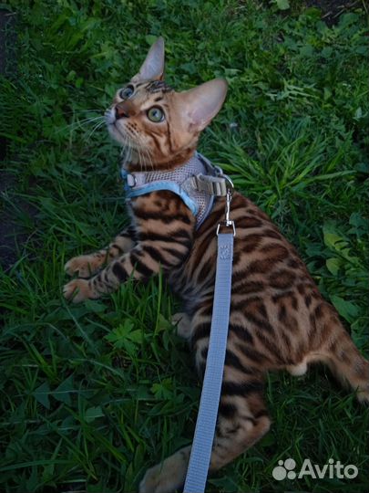 Бенгальский кот