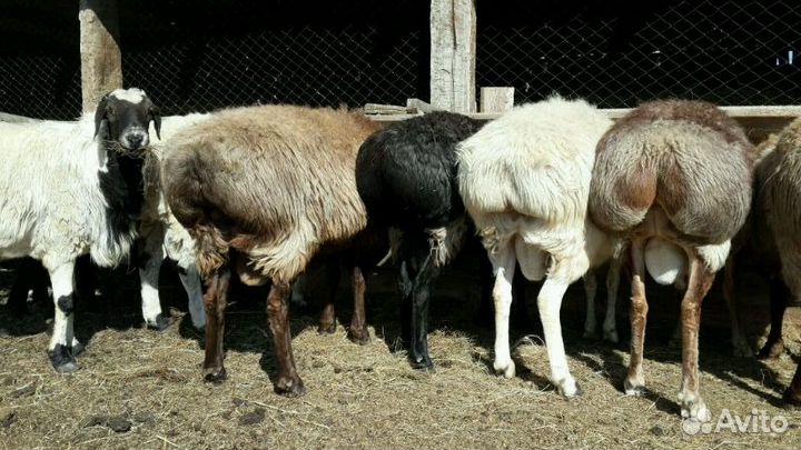 Племенные Бараны эдельбай