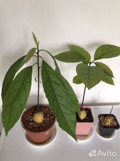 Драцена,Герань,Авокадо